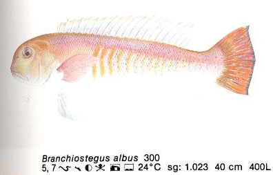 Branchiostegus albus